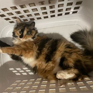 Meet your Posher, Amy